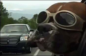 Cutting Laminate Flooring Dog With Goggles