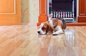 Dog lying on laminate floor